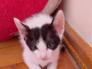 Gato raça SRD-ViraLata idade 2 a 6 meses nome sem nome ainda 