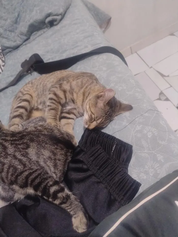 Gato raça SRD-ViraLata idade 2 a 6 meses nome babaqui, mia colute, bufa