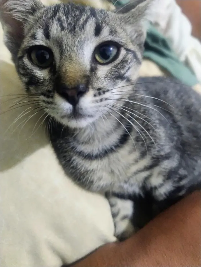 Gato raça SRD-ViraLata idade 2 a 6 meses nome babaqui, mia colute, bufa
