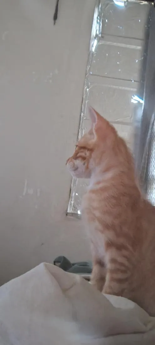 Gato raça SRD-ViraLata idade 2 a 6 meses nome babaqui, mia colute, bufa