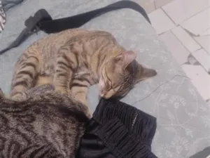 Gato raça SRD-ViraLata idade 2 a 6 meses nome babaqui, mia colute, bufa