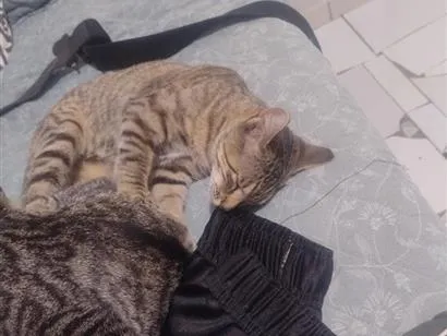 Gato raça SRD-ViraLata idade 2 a 6 meses nome babaqui, mia colute, bufa