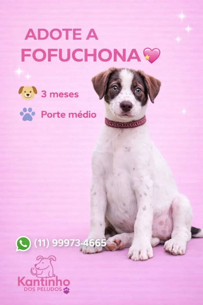 Cachorro raça SRD-ViraLata idade 2 a 6 meses nome Fofuchona 