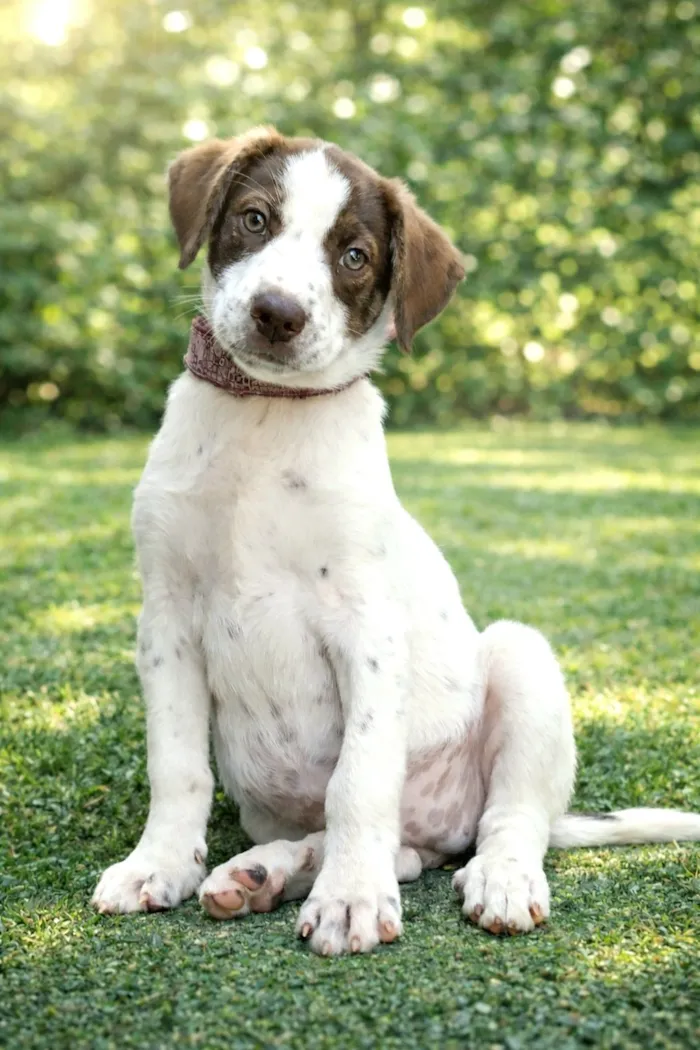 Cachorro raça SRD-ViraLata idade 2 a 6 meses nome Fofuchona 