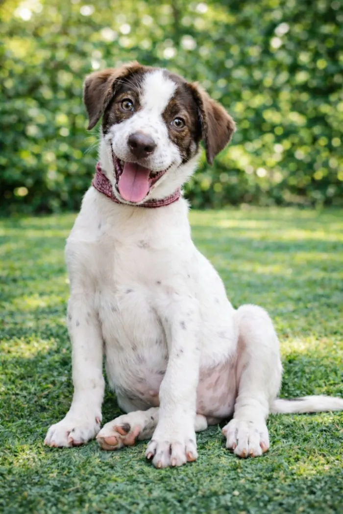 Cachorro raça SRD-ViraLata idade 2 a 6 meses nome Fofuchona 