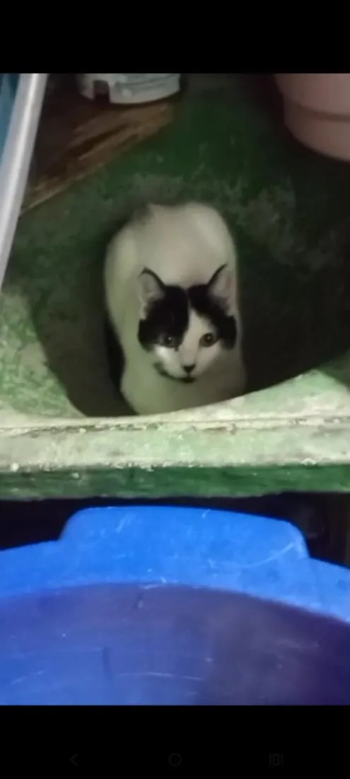 Gato raça SRD-ViraLata idade 1 ano nome Branquinha