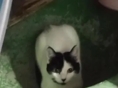 Gato raça SRD-ViraLata idade 1 ano nome Branquinha