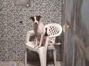 Cachorro raça SRD-ViraLata idade 2 anos nome zuze