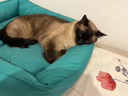 Gato raça Siamês idade 2 anos nome Chumbo 