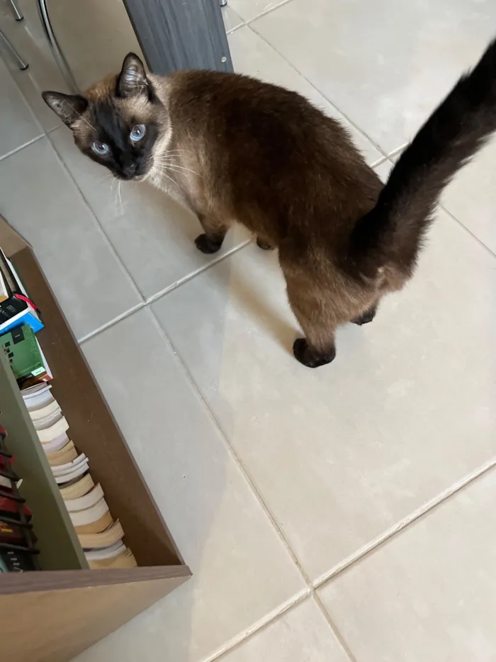 Gato raça Siamês idade 2 anos nome Chumbo 