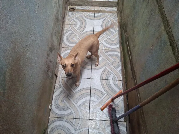 Cachorro raça SRD-ViraLata idade 4 anos nome Biju