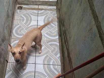 Cachorro raça SRD-ViraLata idade 4 anos nome Biju
