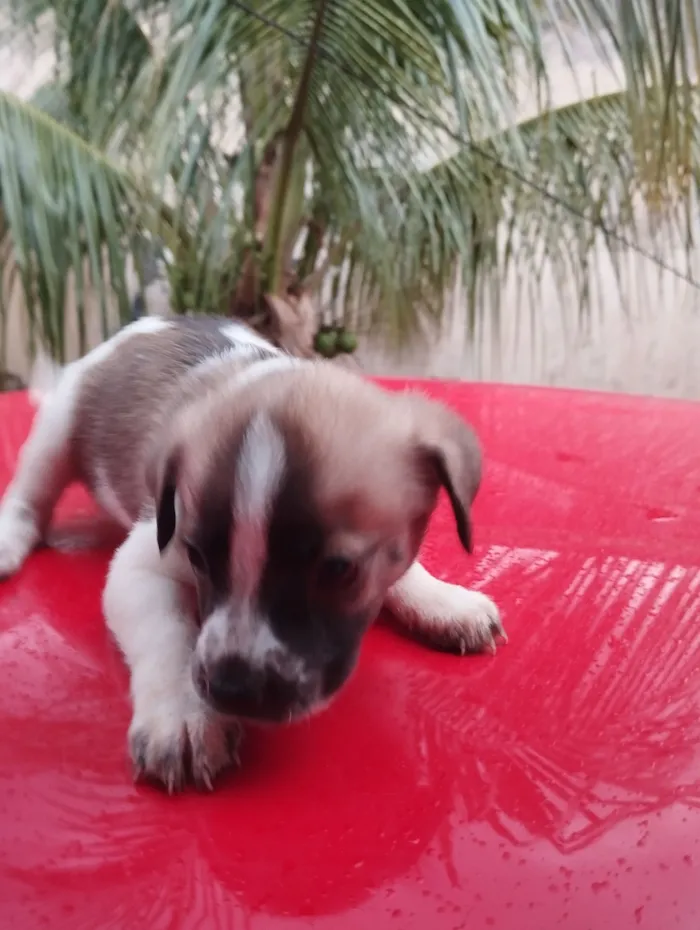 Cachorro raça SRD-ViraLata idade Abaixo de 2 meses nome sem nome 