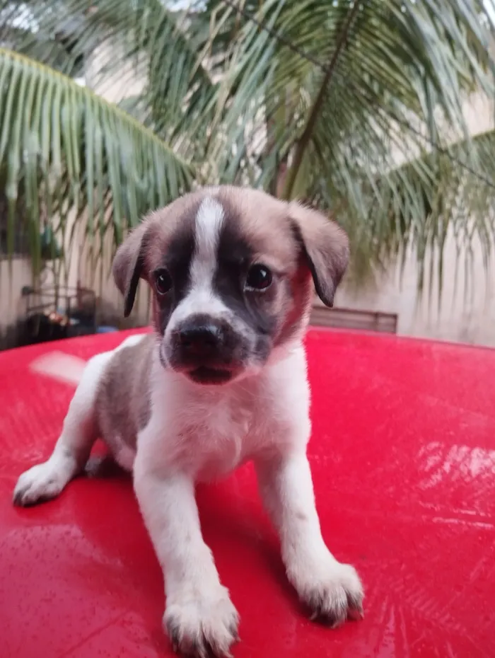 Cachorro raça SRD-ViraLata idade Abaixo de 2 meses nome sem nome 