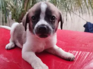 Cachorro raça SRD-ViraLata idade Abaixo de 2 meses nome sem nome 