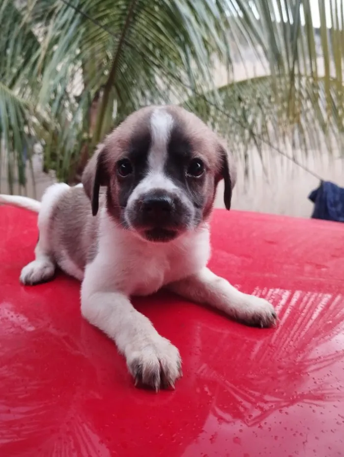 Cachorro raça SRD-ViraLata idade 2 a 6 meses nome sem nome