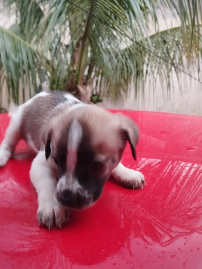 Cachorro raça SRD-ViraLata idade 2 a 6 meses nome sem nome