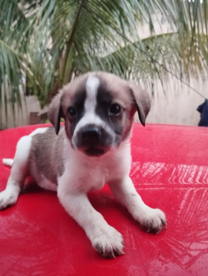 Cachorro raça SRD-ViraLata idade 2 a 6 meses nome sem nome