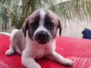 Cachorro raça SRD-ViraLata idade 2 a 6 meses nome sem nome