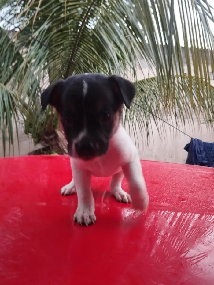 Cachorro raça SRD-ViraLata idade Abaixo de 2 meses nome sem nome 