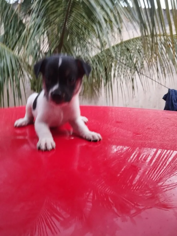 Cachorro raça SRD-ViraLata idade Abaixo de 2 meses nome sem nome 