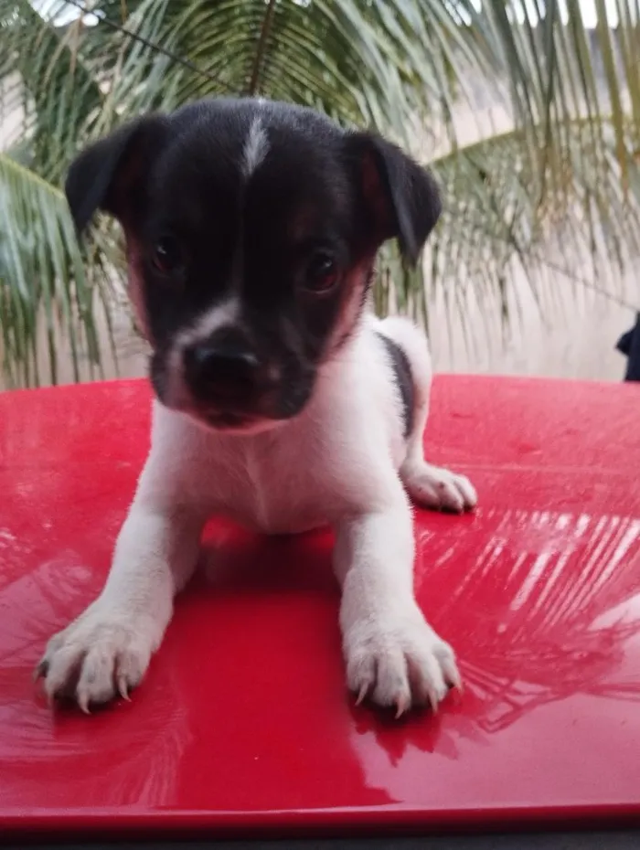 Cachorro raça SRD-ViraLata idade Abaixo de 2 meses nome sem nome 