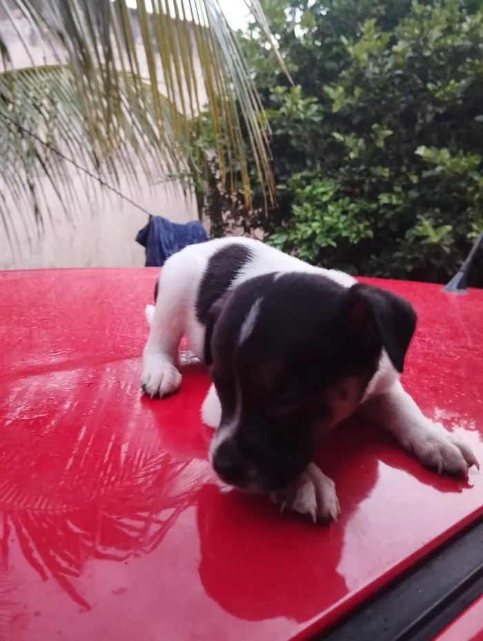 Cachorro raça SRD-ViraLata idade Abaixo de 2 meses nome sem nome 