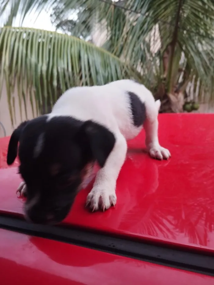 Cachorro raça SRD-ViraLata idade Abaixo de 2 meses nome sem nome 