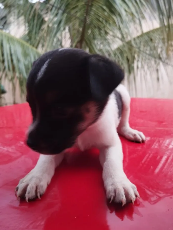 Cachorro raça SRD-ViraLata idade Abaixo de 2 meses nome sem nome 