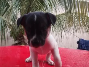 Cachorro raça SRD-ViraLata idade Abaixo de 2 meses nome sem nome 