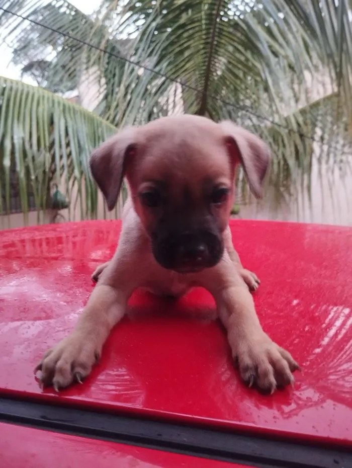 Cachorro raça SRD-ViraLata idade Abaixo de 2 meses nome sem nome