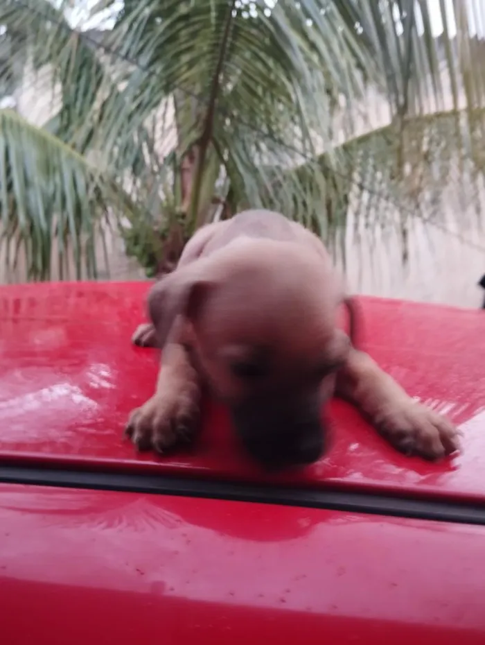 Cachorro raça SRD-ViraLata idade Abaixo de 2 meses nome sem nome