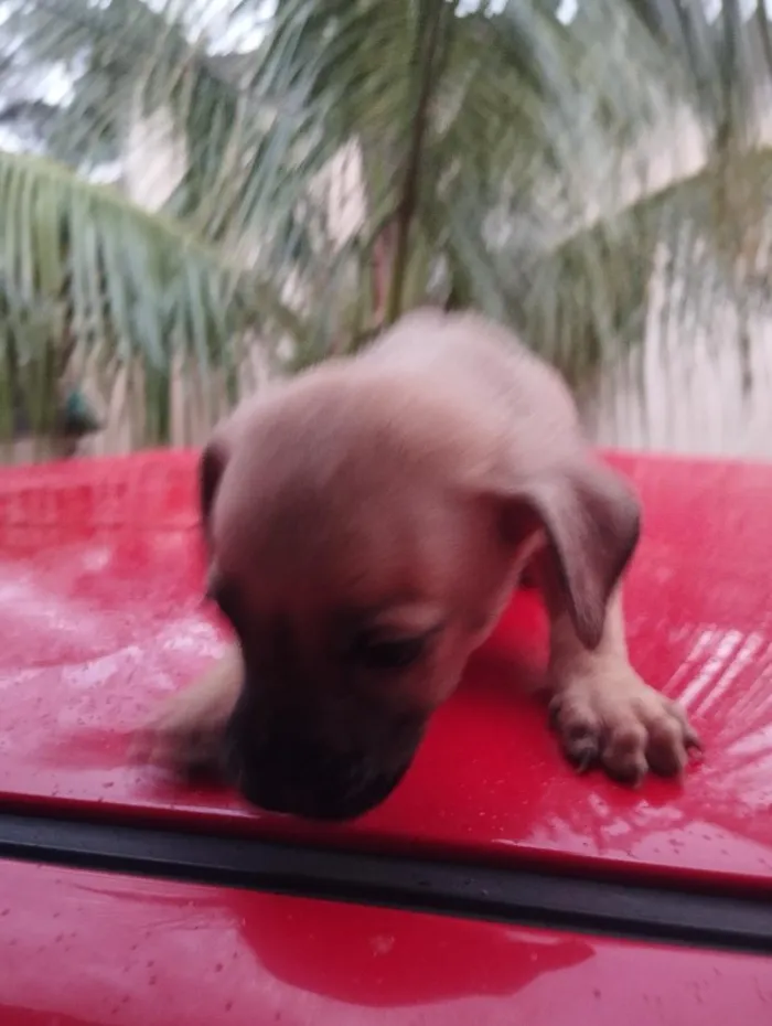 Cachorro raça SRD-ViraLata idade Abaixo de 2 meses nome sem nome