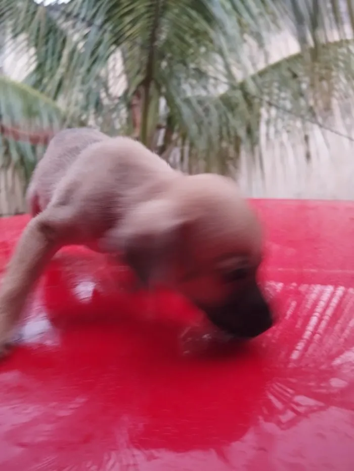 Cachorro raça SRD-ViraLata idade Abaixo de 2 meses nome sem nome