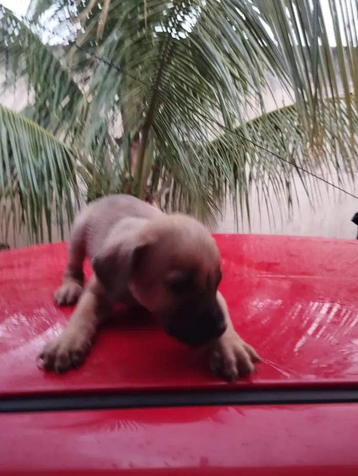 Cachorro raça SRD-ViraLata idade Abaixo de 2 meses nome sem nome