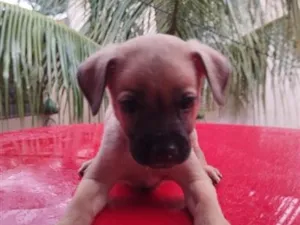 Cachorro raça SRD-ViraLata idade Abaixo de 2 meses nome sem nome