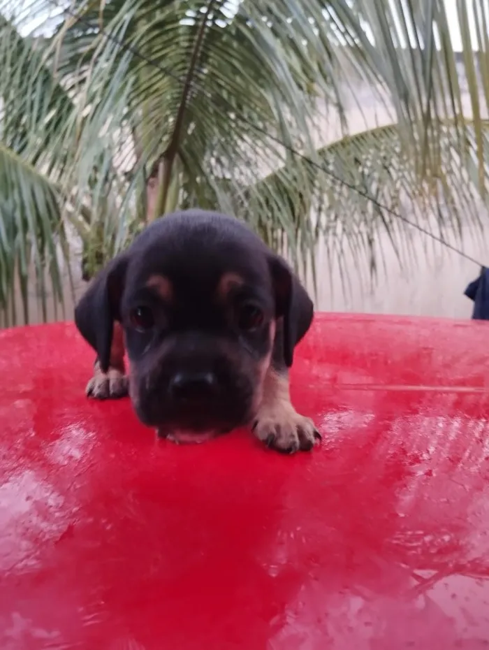 Cachorro raça SRD-ViraLata idade Abaixo de 2 meses nome sem nome