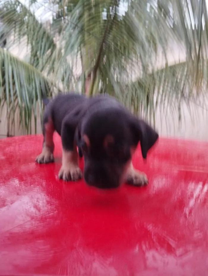 Cachorro raça SRD-ViraLata idade Abaixo de 2 meses nome sem nome
