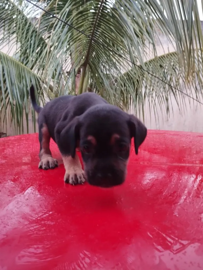 Cachorro raça SRD-ViraLata idade Abaixo de 2 meses nome sem nome