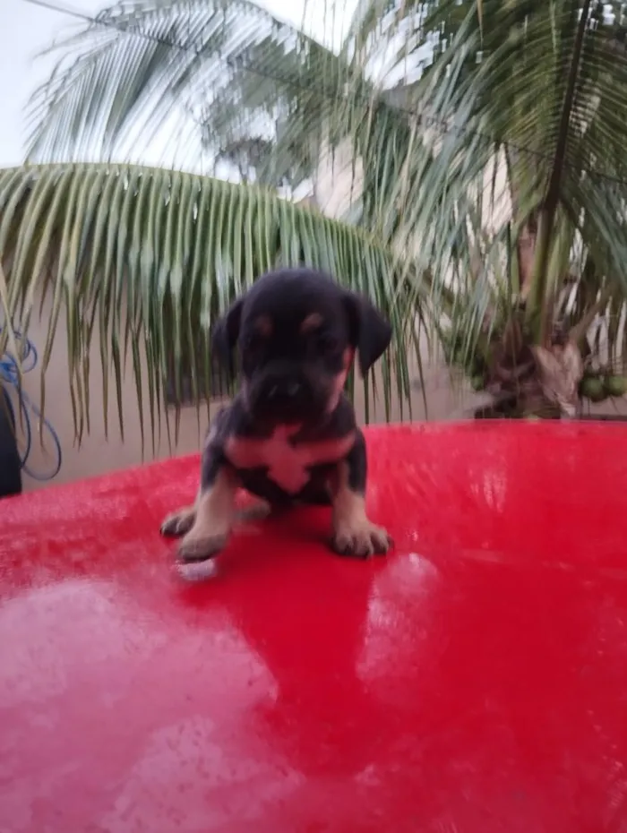 Cachorro raça SRD-ViraLata idade Abaixo de 2 meses nome sem nome