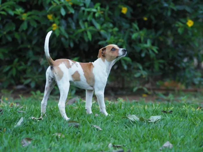 Cachorro raça SRD-ViraLata idade 2 a 6 meses nome Una