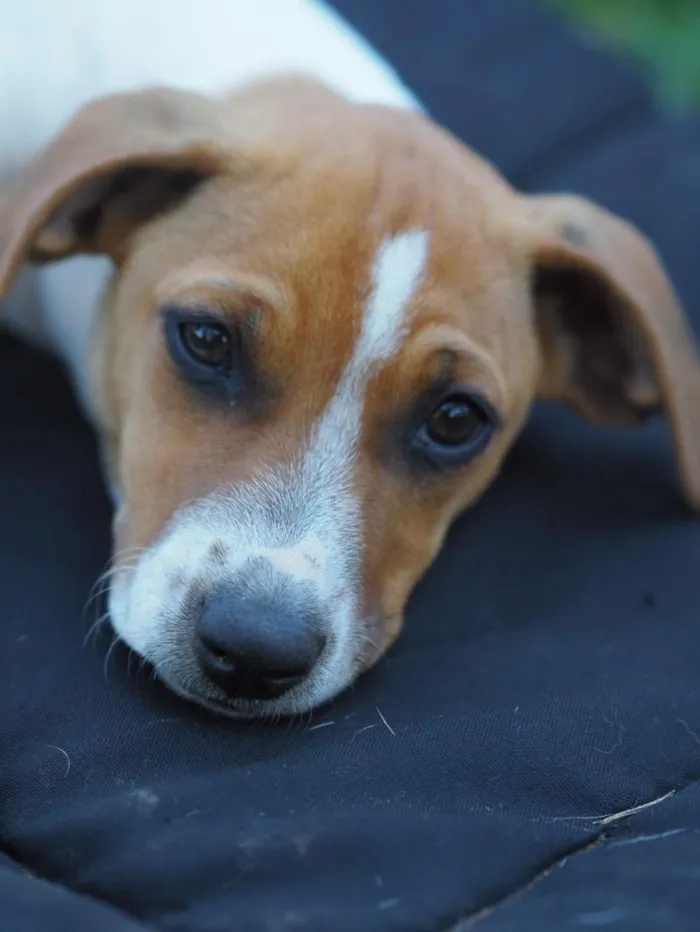 Cachorro raça SRD-ViraLata idade 2 a 6 meses nome Una