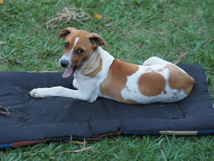 Cachorro raça SRD-ViraLata idade 2 a 6 meses nome Una