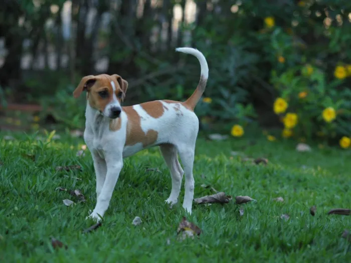 Cachorro raça SRD-ViraLata idade 2 a 6 meses nome Una