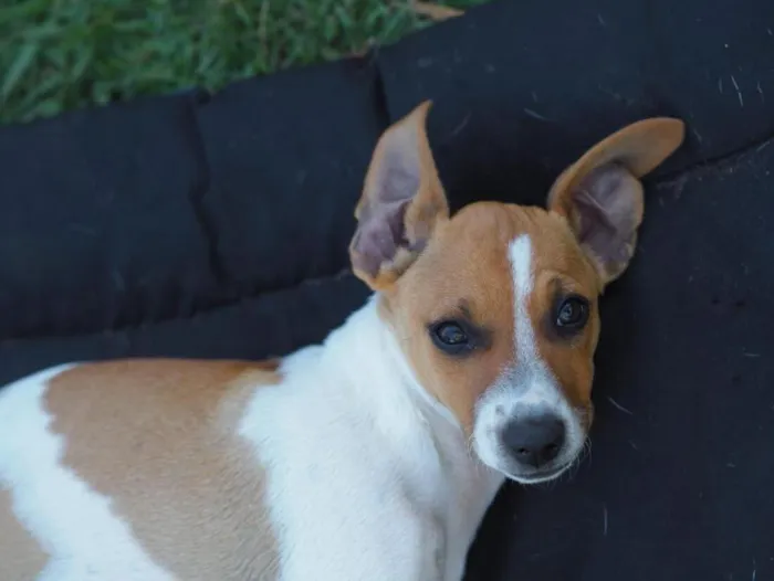 Cachorro raça SRD-ViraLata idade 2 a 6 meses nome Una