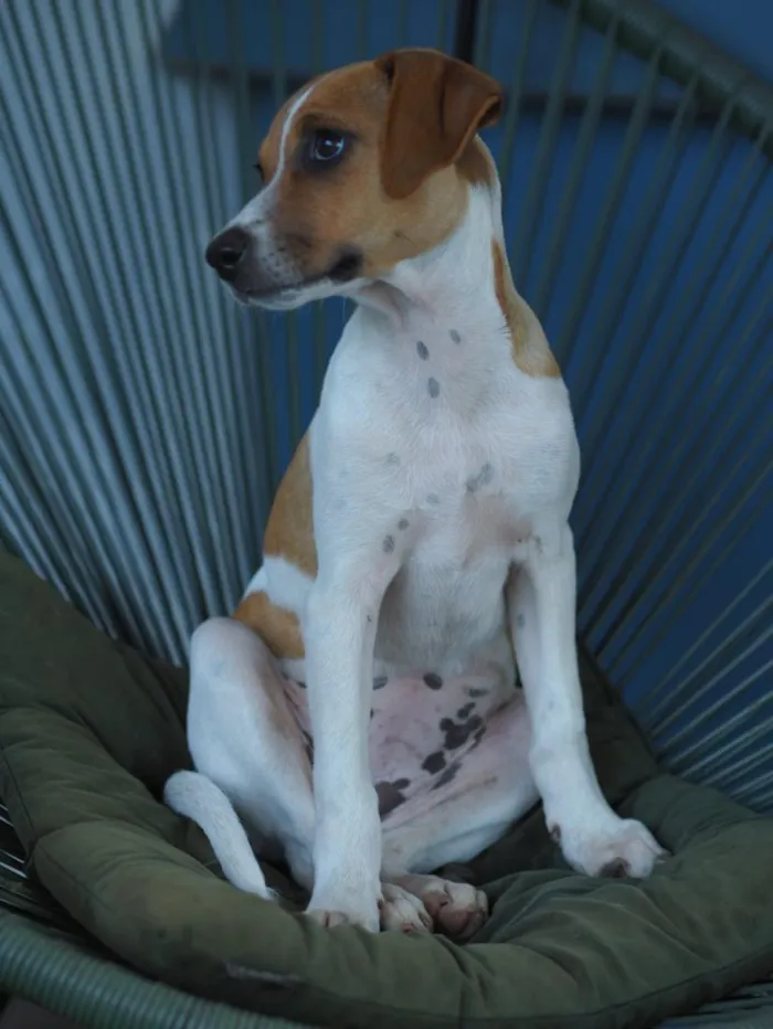 Cachorro raça SRD-ViraLata idade 2 a 6 meses nome Una