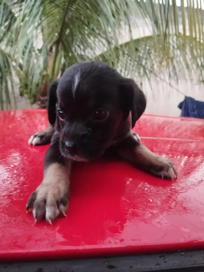 Cachorro raça SRD-ViraLata idade Abaixo de 2 meses nome sem nome 