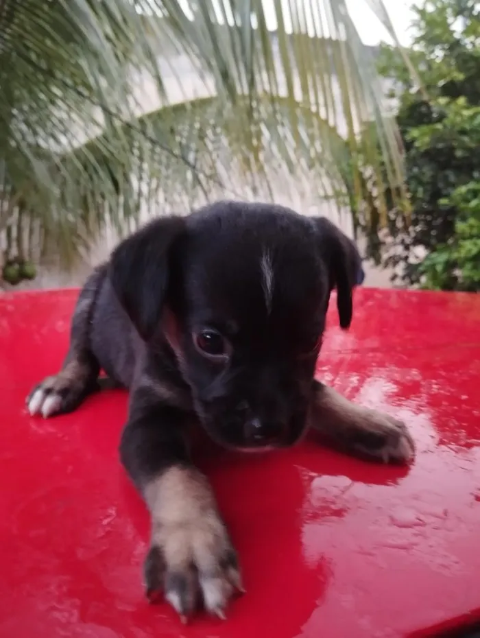 Cachorro raça SRD-ViraLata idade Abaixo de 2 meses nome sem nome 