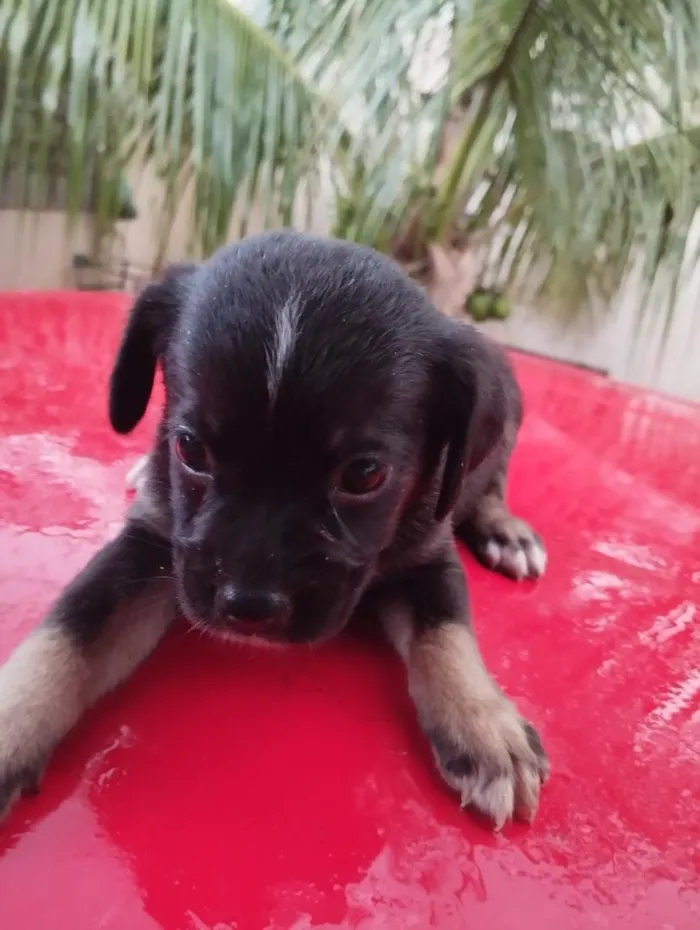 Cachorro raça SRD-ViraLata idade Abaixo de 2 meses nome sem nome 