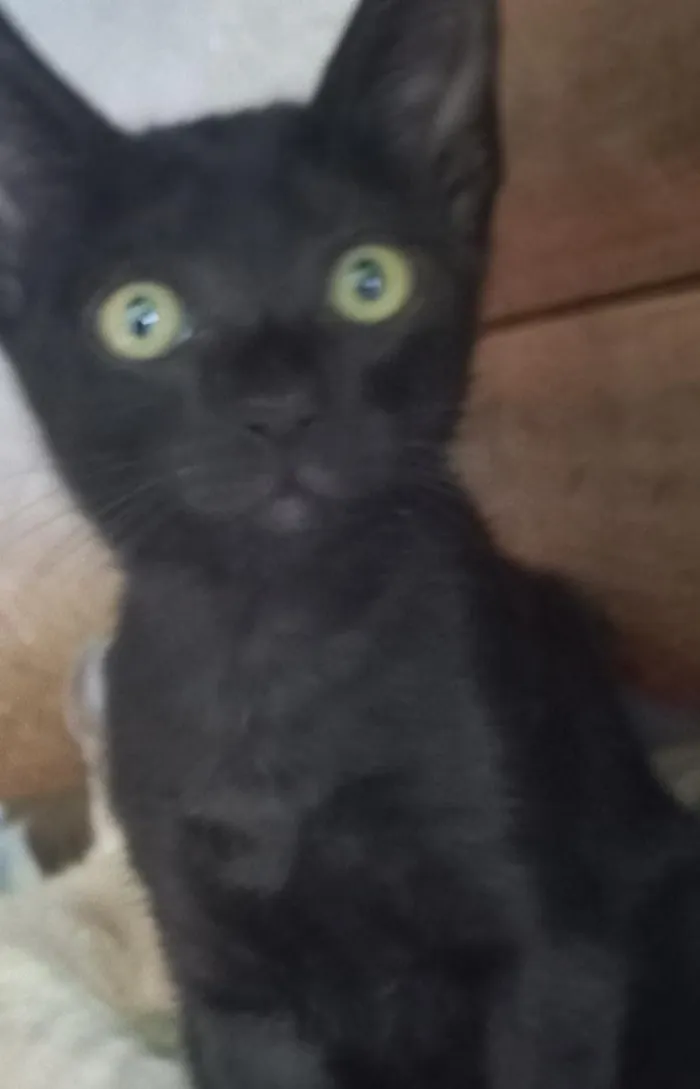 Gato raça SRD-ViraLata idade 2 a 6 meses nome Black